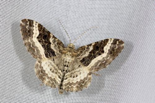 Epirrhoe alternata