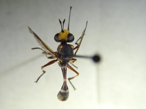Réf. 319 194 : Physocephala vittata