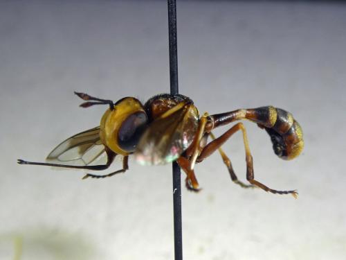 Réf. 319 242 : Physocephala vittata