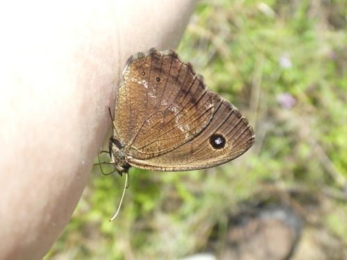 Réf. 319 185 : Minois dryas