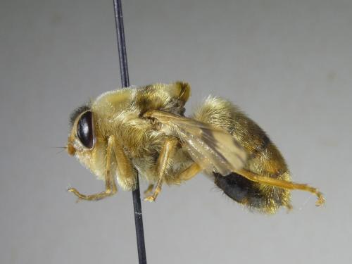 Réf. 319 614 : Gasterophilus intestinalis