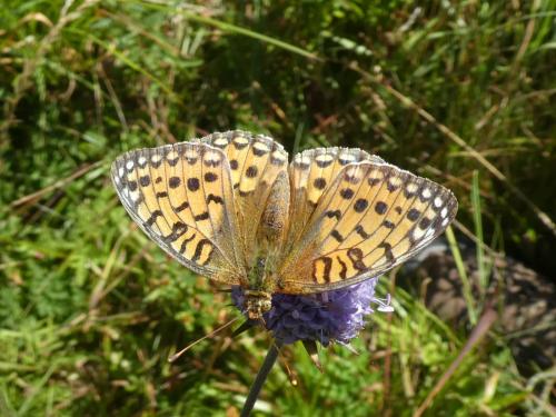 Argynnis aglaja