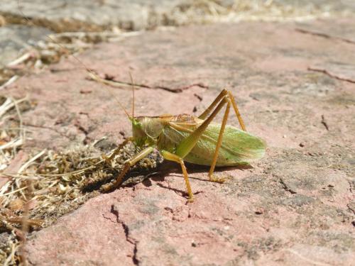 Tettigonia cantans