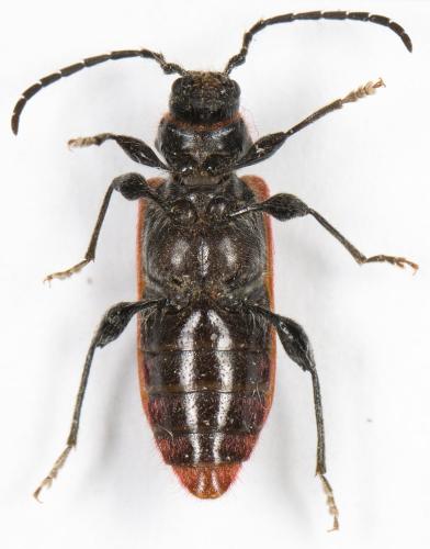 Pyrrhidium sanguineum