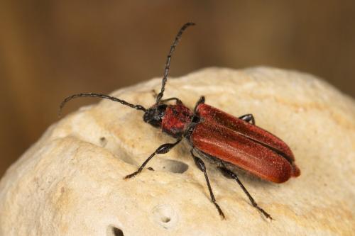 Pyrrhidium sanguineum