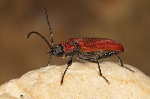 Réf. 319 747 : Pyrrhidium sanguineum