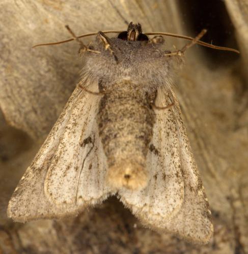 Réf. 319 962 : Orthosia incerta