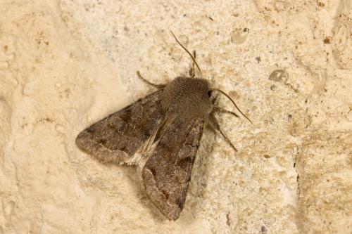 Réf. 319 960 : Orthosia incerta
