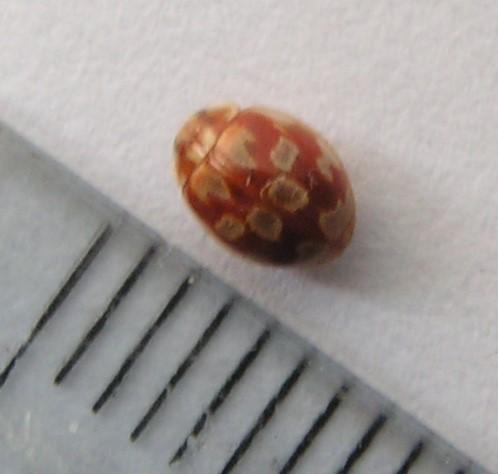 Myrrha octodecimguttata