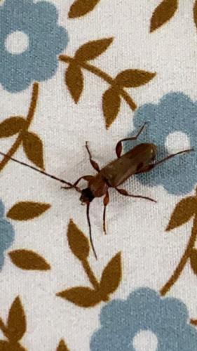 Réf. 319 288 : Phymatodes testaceus