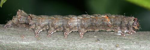 Allophyes oxyacanthae