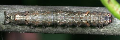 Réf. 319 156 : Allophyes oxyacanthae