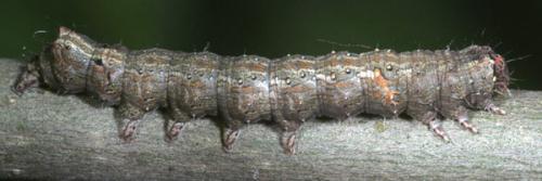 Allophyes oxyacanthae