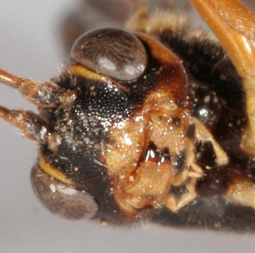 Ctenopelmatinae