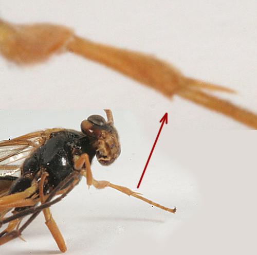 Réf. 319 705 : Ctenopelmatinae inconnu