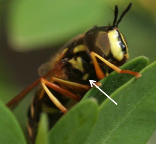 Chrysotoxum festivum
