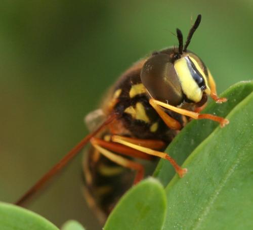 Réf. 319 706 : Chrysotoxum festivum