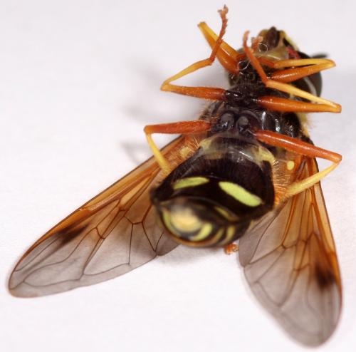 Chrysotoxum festivum