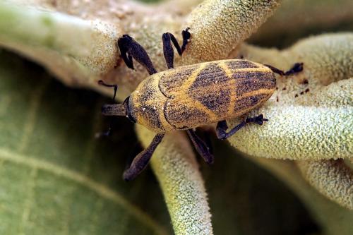 Alcidodes leucospilus