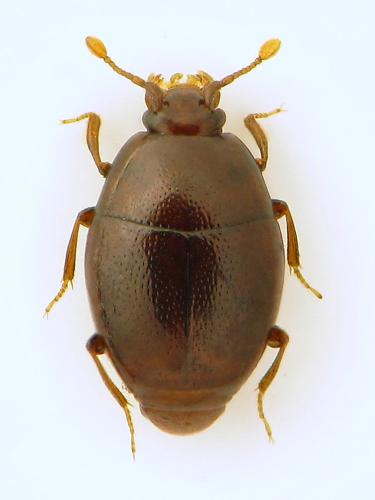 Réf. 319 781 : Acritus minutus