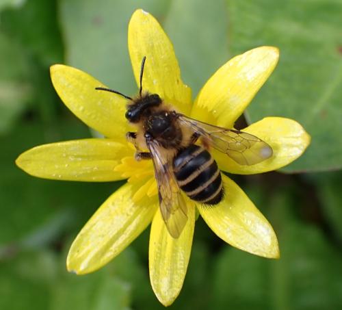 Andrena flavipes