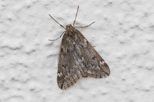Alsophila aescularia