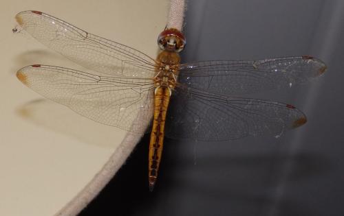 Pantala flavescens