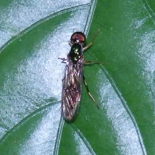 Sargus sp.