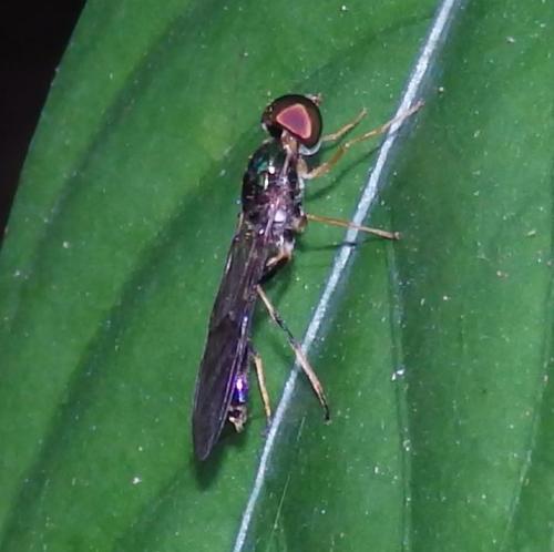 Sargus sp.