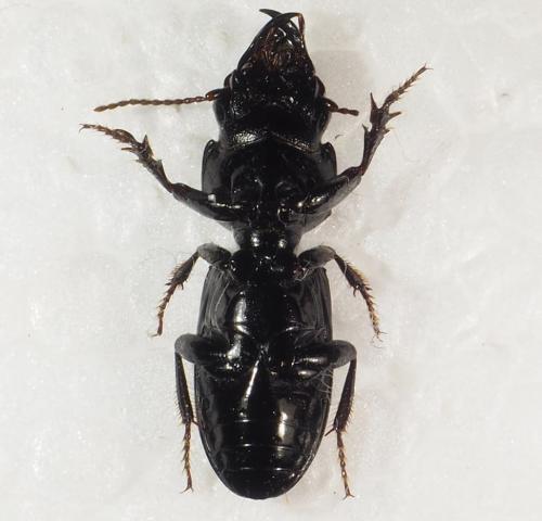Scaritinae