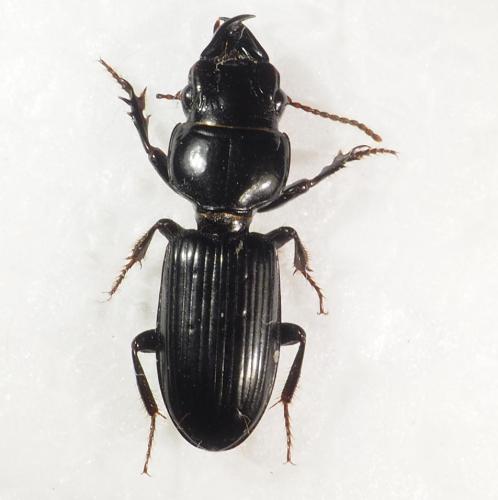 Scaritinae