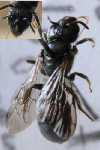 Ceratina cucurbitina
