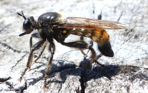 Réf. 319 718 : Laphria flava
