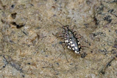 Calomera aulica aulica