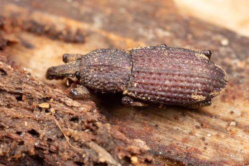Mitoplinthus caliginosus caliginosus