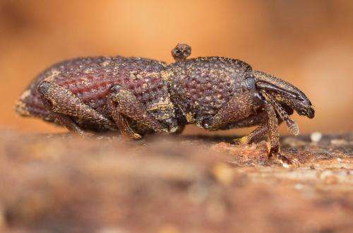 Mitoplinthus caliginosus caliginosus