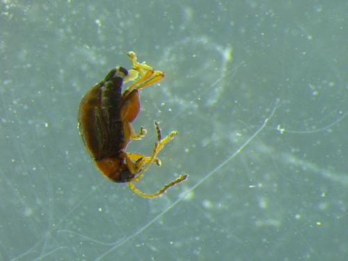 Réf. 319 360 : Longitarsus luridus