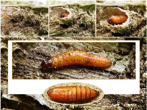 Epiblema cirsiana