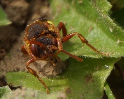 Réf. 319 233 : Nomada lathburiana