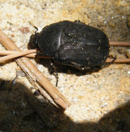 Réf. 319 004 : Netocia morio