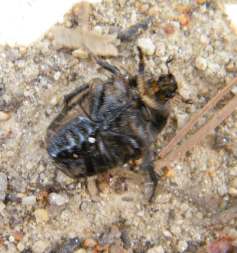 Réf. 319 006 : Netocia morio