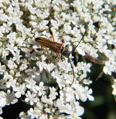Réf. 319 056 : Stenopterus ater