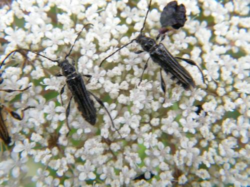 Réf. 319 057 : Stenopterus ater