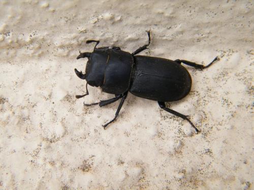 Réf. 319 114 : Dorcus parallelipipedus