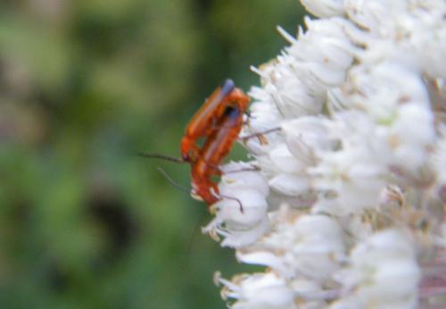 Réf. 319 516 : Rhagonycha fulva