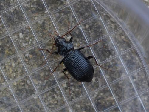 Réf. 319 982 : Nebria brevicollis
