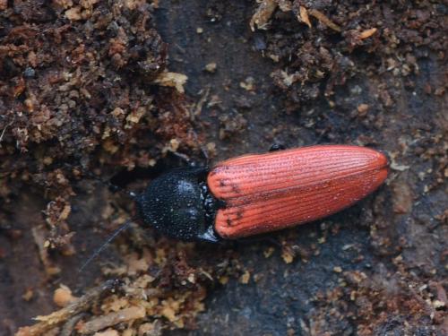 Réf. 319 566 : Ampedus sanguineus