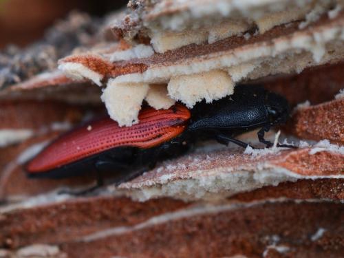 Réf. 319 567 : Ampedus sanguineus