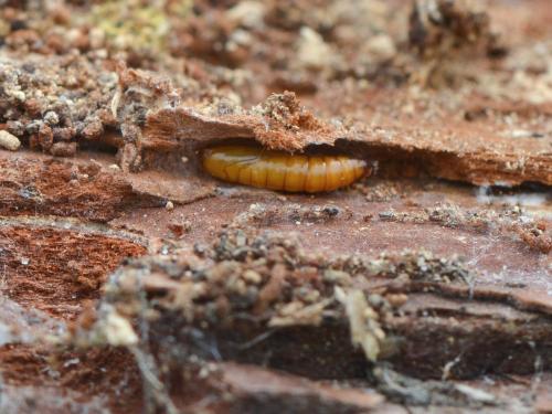 Esperia sulphurella