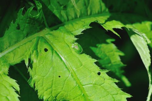 Réf. 319 515 : Cassida sp.